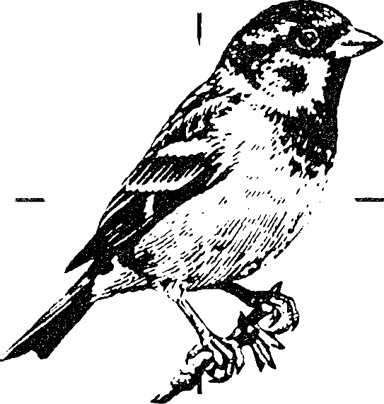 Sparrow & Spade sparrow logo